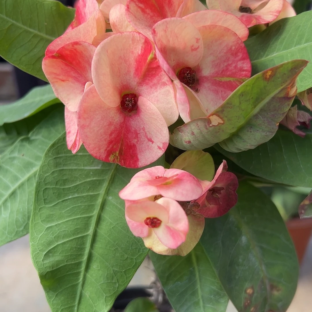 雪瑾泰国大花虎刺梅