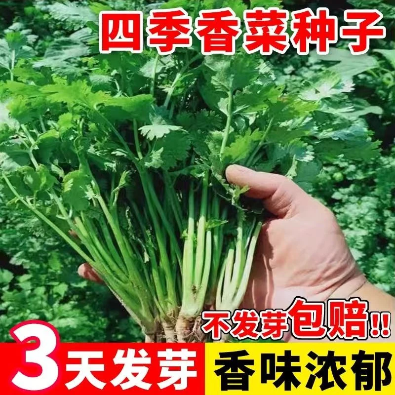 【小叶香菜种子】适合四季种植可用于阳台盆栽099