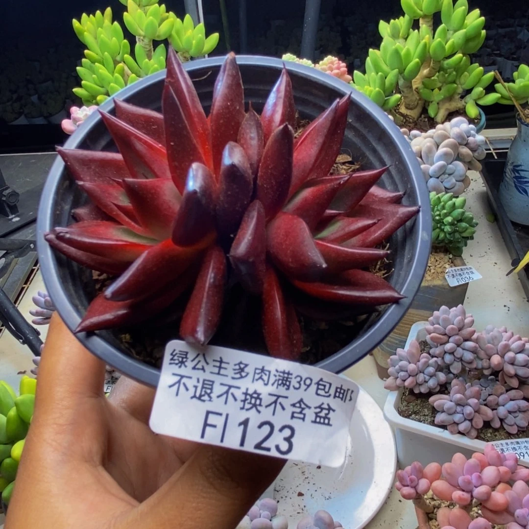 123罗宾仙子多肉7cm