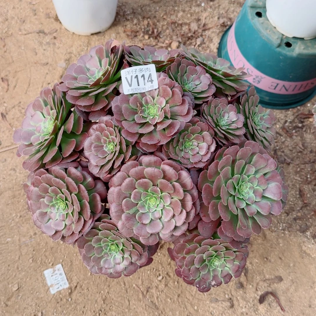 黑法师114冠幅35左右