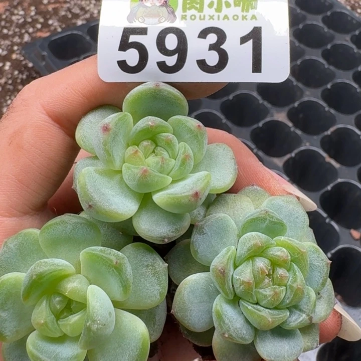 溺****多肉植物多肉植物