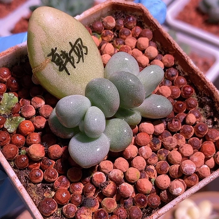 象牙奶酪锦多肉植物