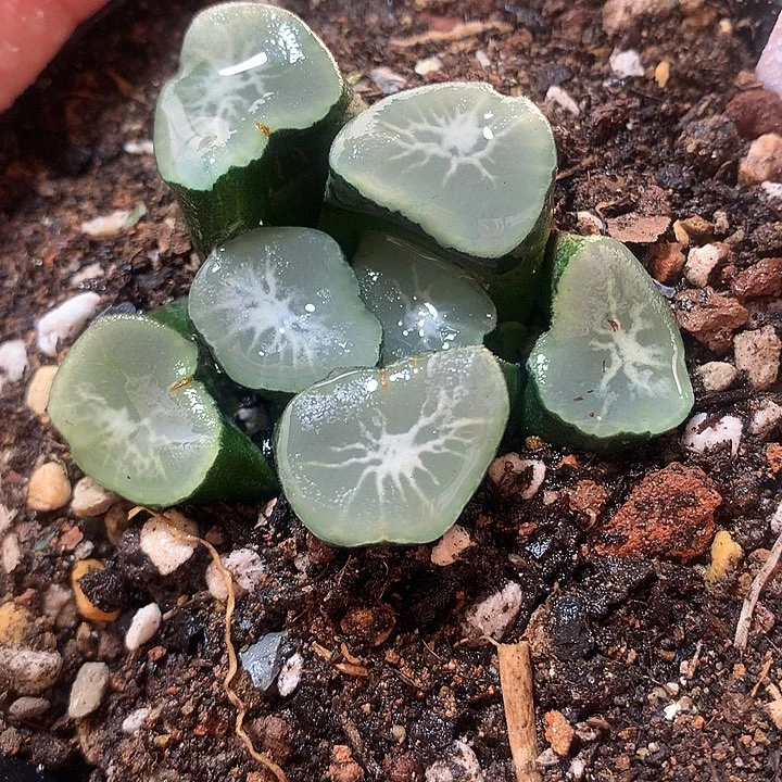 18号望乡万象一物一拍