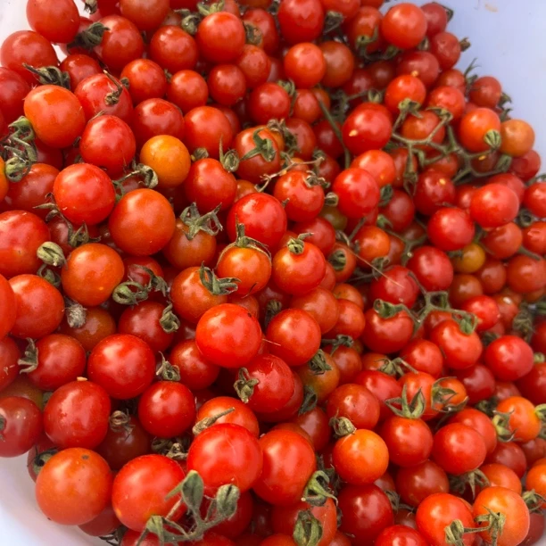 小番茄  新鲜西红柿云南农家（不支持七天无理由）