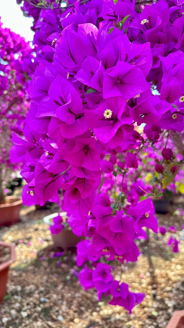 【云南紫三角梅】原生正版袋苗 四季开花 勤花好养 四季红 安格斯