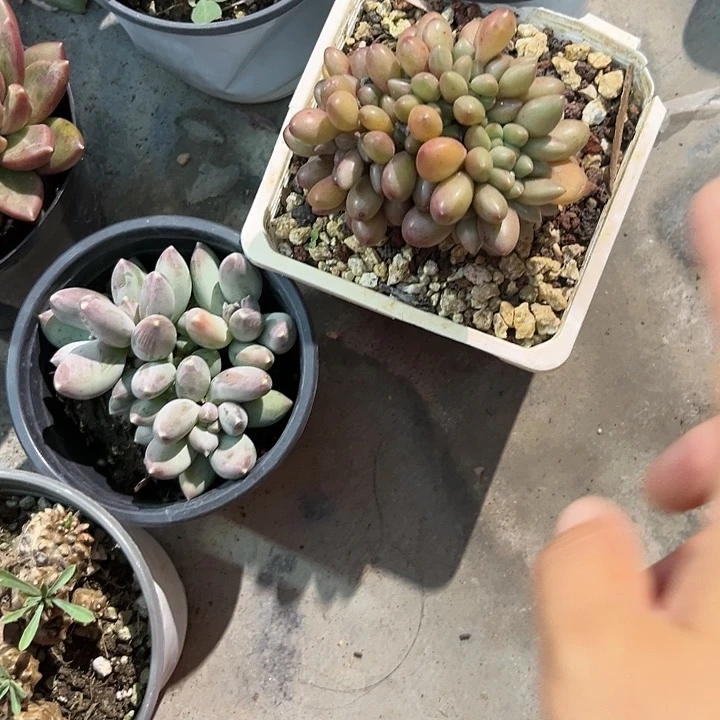 桃奶缀357887¥@iihjojnook