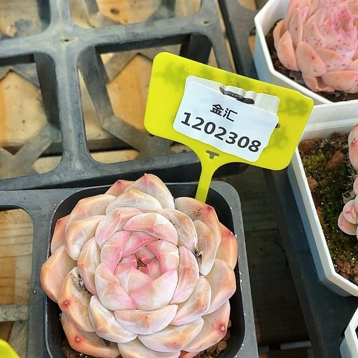 福利多多，1202308