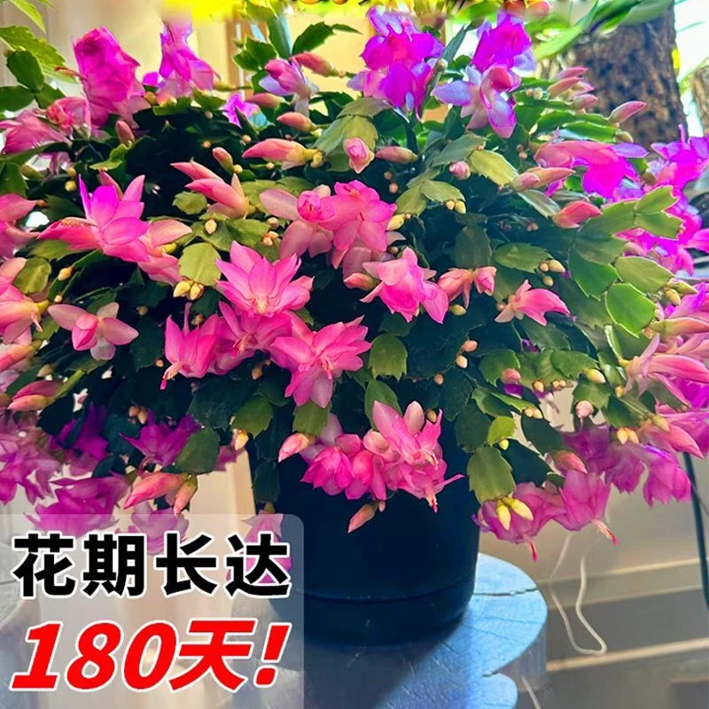 【紫霞仙子】蟹爪兰盆栽带花苞多色花卉室内绿植四季开花好养活