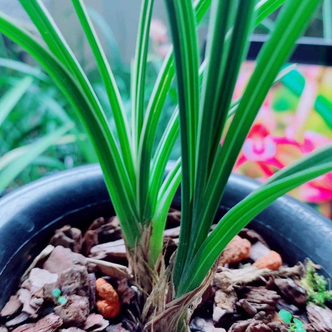 当前无花栽培后可以开花