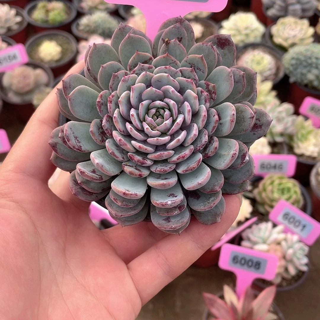 锦鲤叠叶6123号多肉