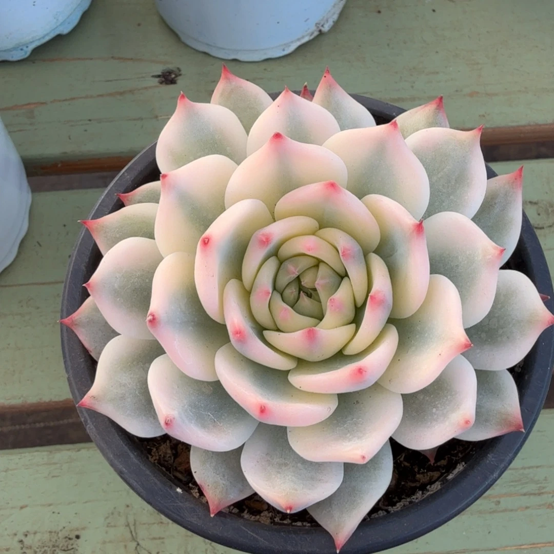 牛***蕉吉娃娃宽锦锦上园艺一物一拍