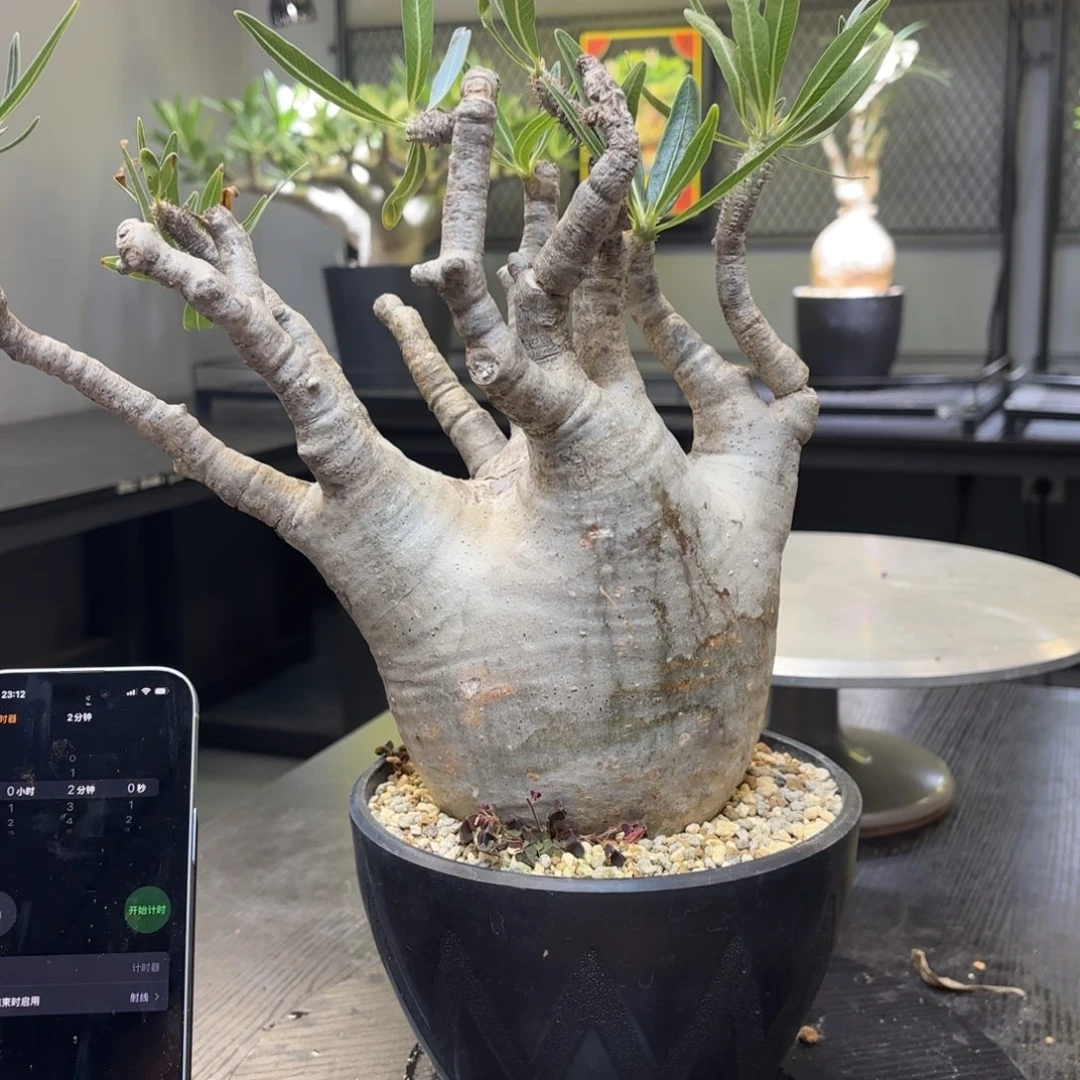 块根福利包邮发货