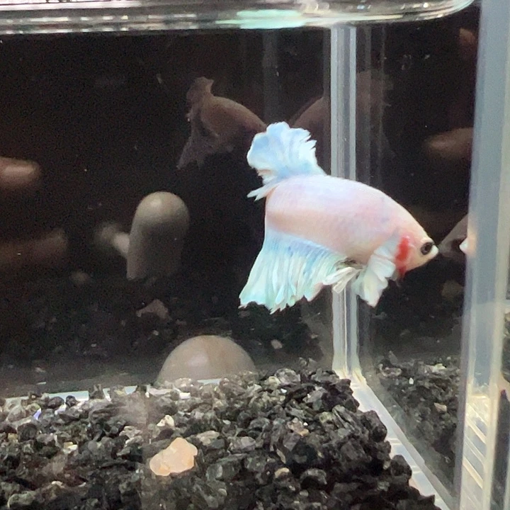 斗鱼竞拍跑单拉黑8日99