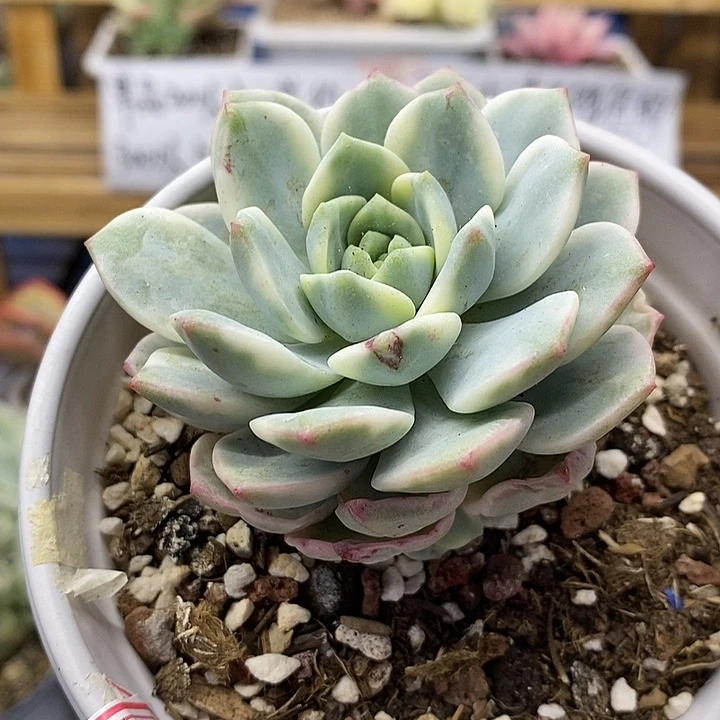 0434 香草锦带崽