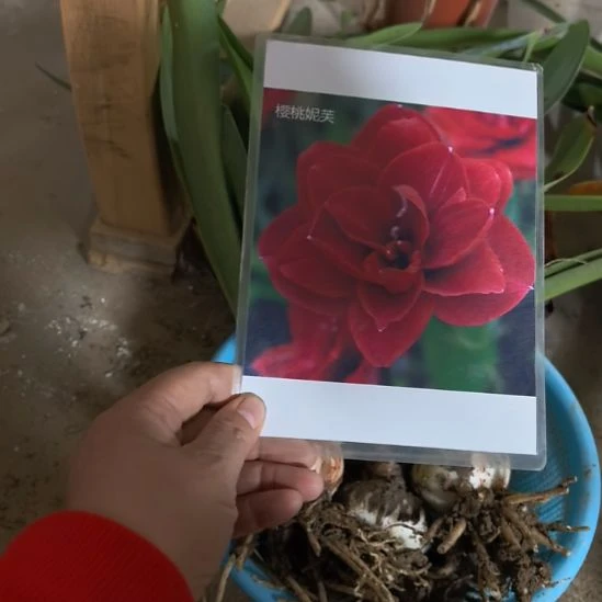 当前无花朵，栽培后可花朵樱桃妮芙5厘米裸根球