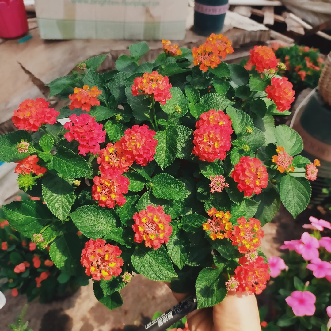 五色梅盆栽耐热多年生四季开花好养植物(运输中容易掉叶落花)