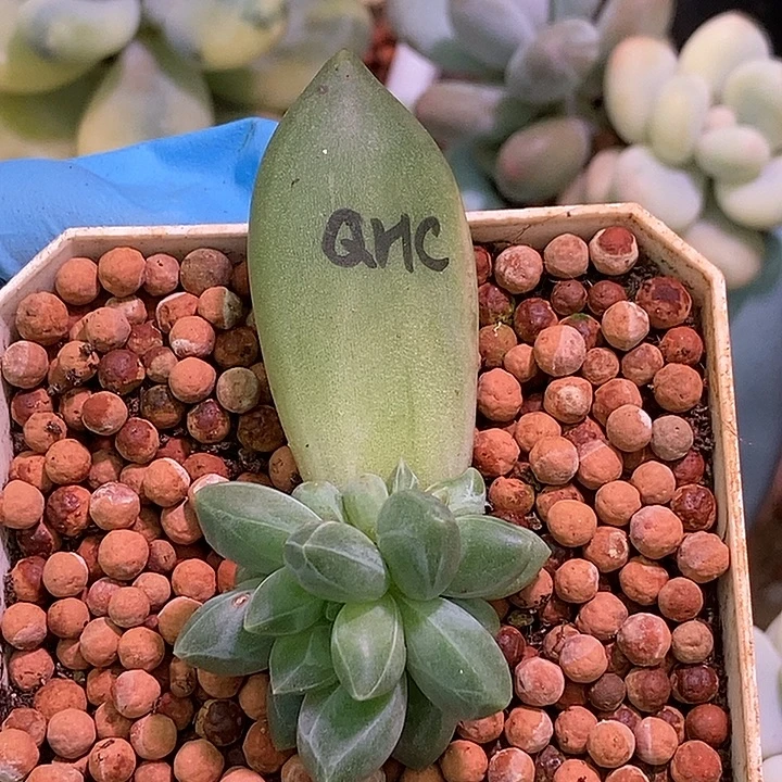 এ***༊青花瓷多肉植物多肉