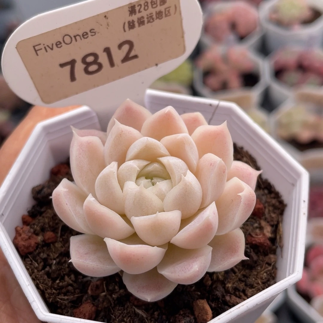 白月影7812-4.5厘米