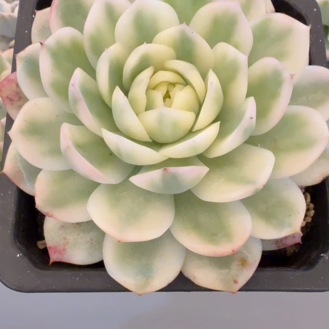 韩水晶 安吉园艺锦