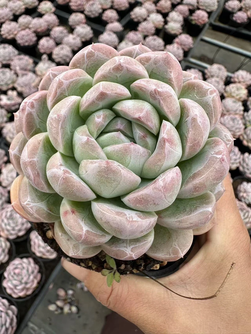 11#鸽子蛋多肉植物  前男友精品多肉