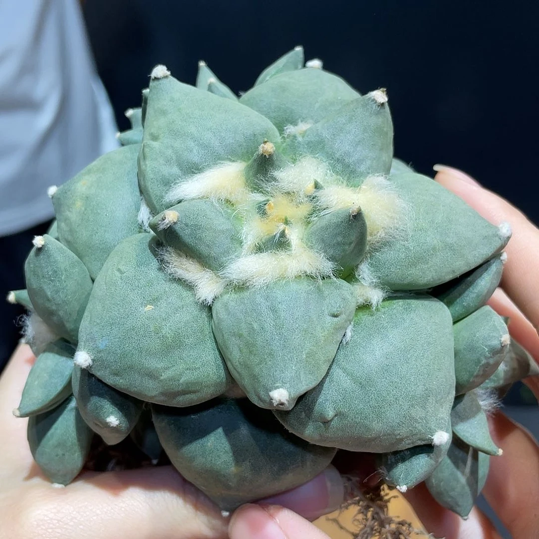 17号自根丸尤青瓷牡丹11.5