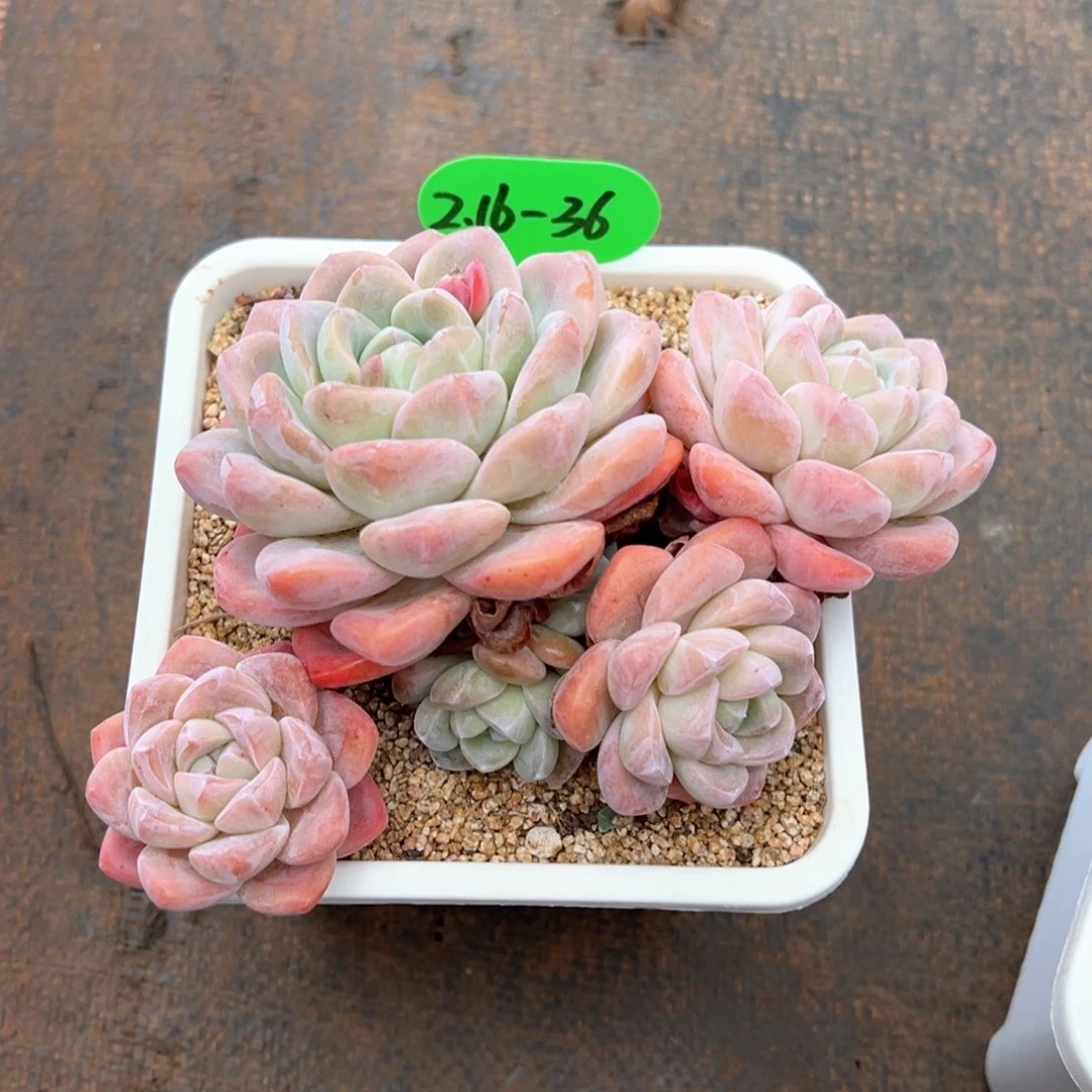 小***串2.16.36冰玉