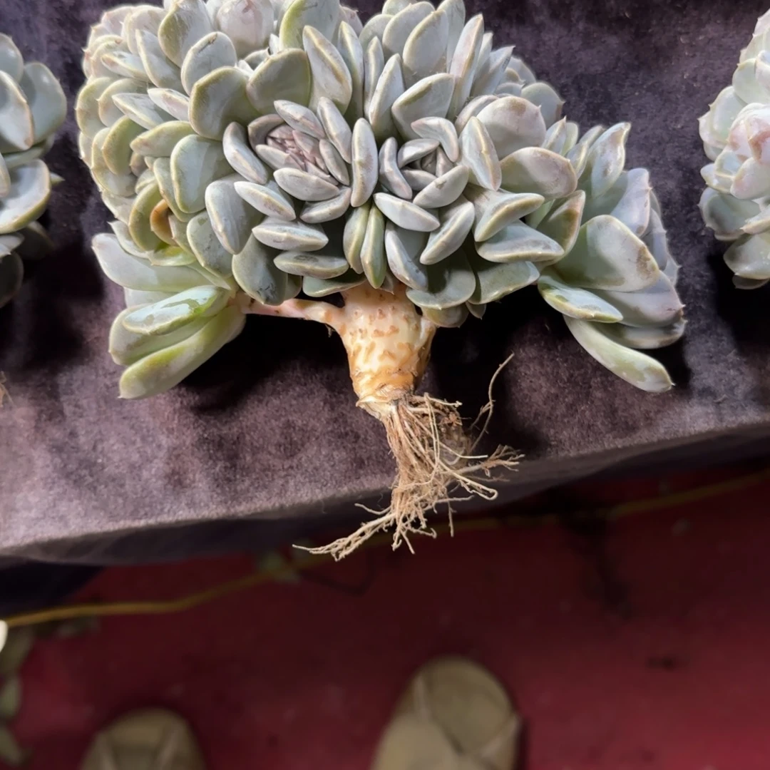 顺***张汉堡缀化一物一拍