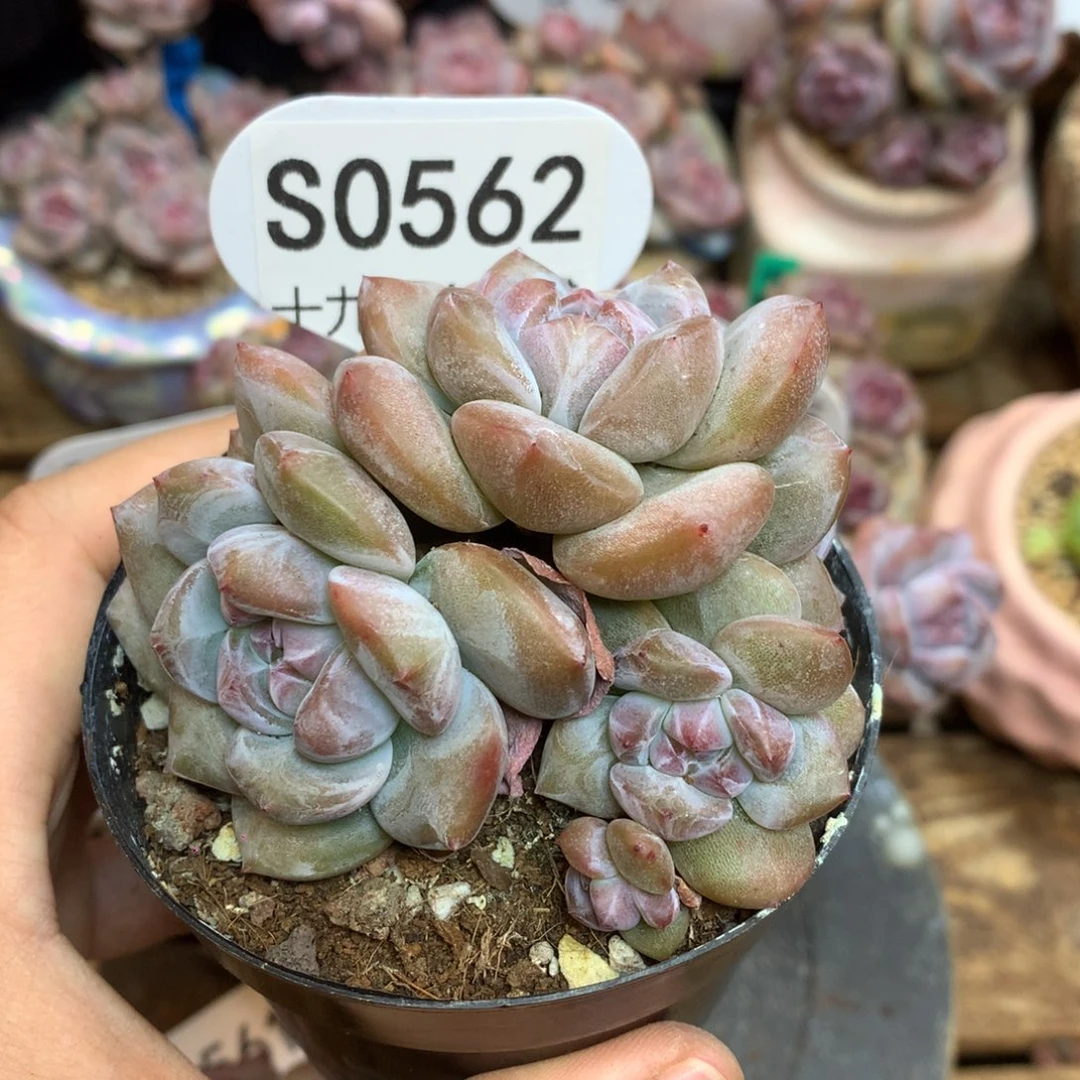 S0562 突尼斯 背景同款
