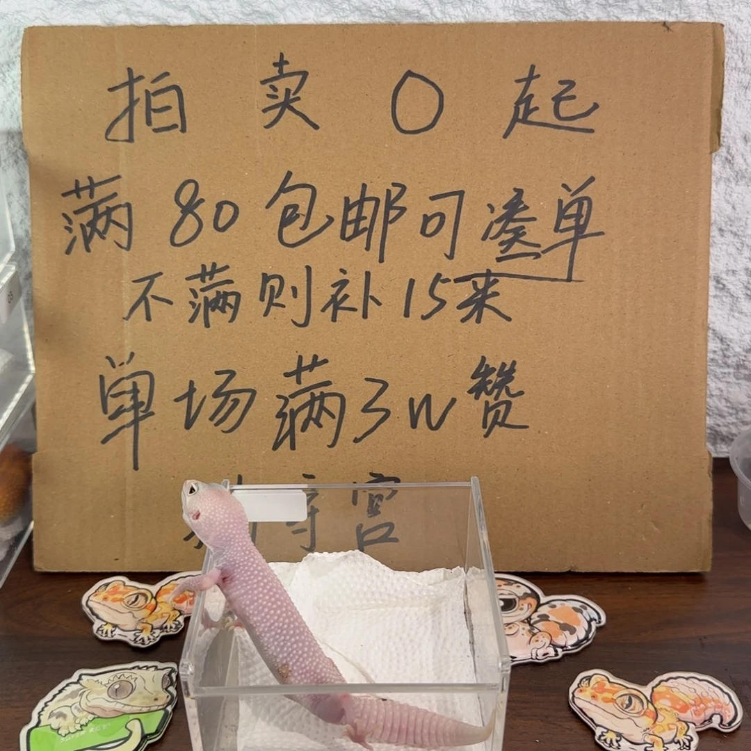 豹纹守宫超级雪花恶魔白酒妹妹