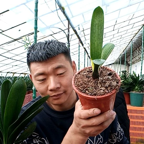 @70后的我，刘红琴39一颗