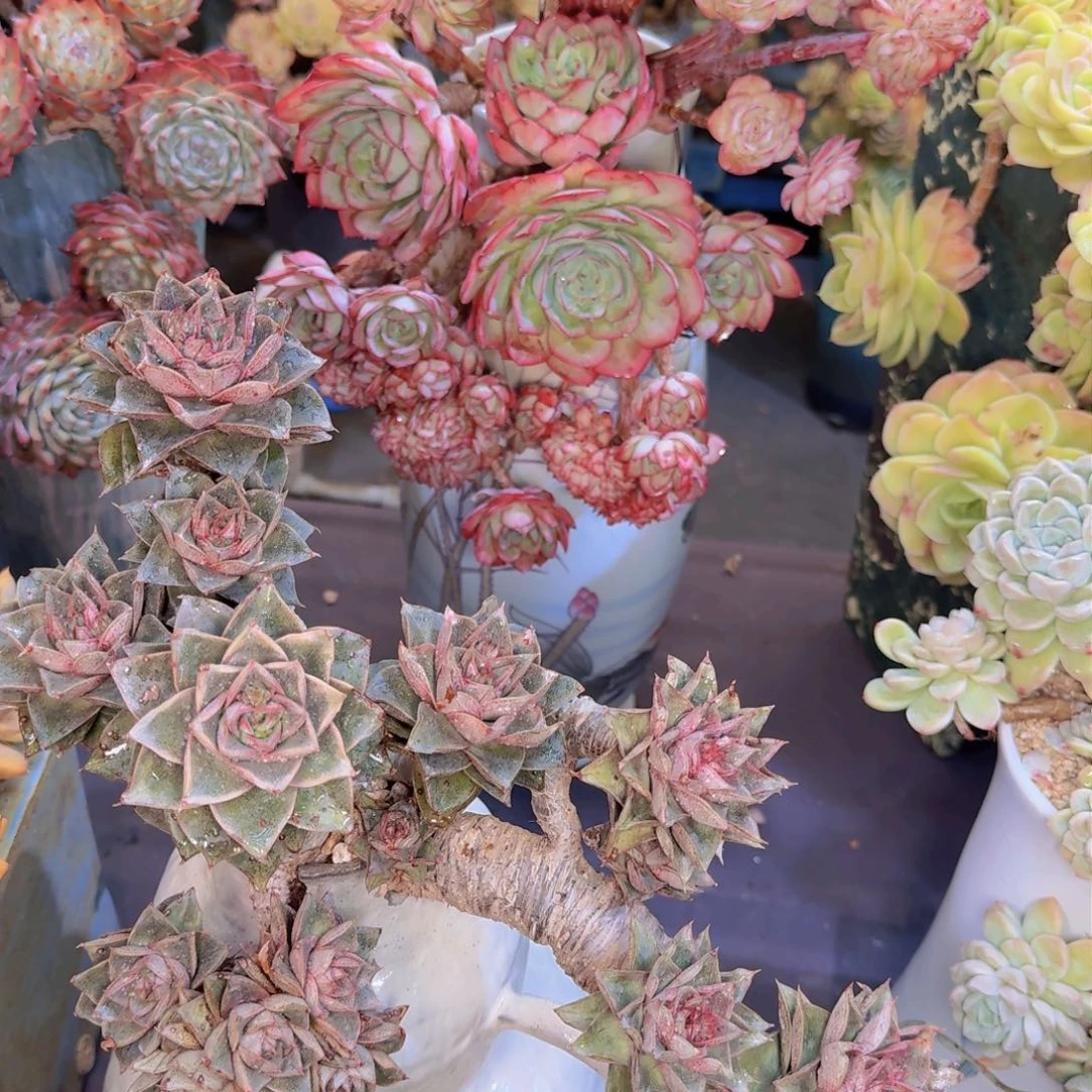 用****2多肉植物的生长发育和