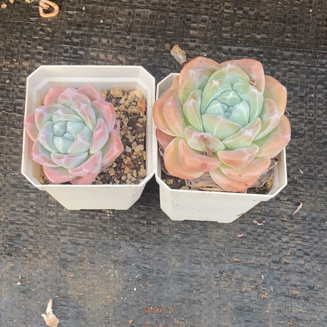 执**安冰玉两颗一物一拍