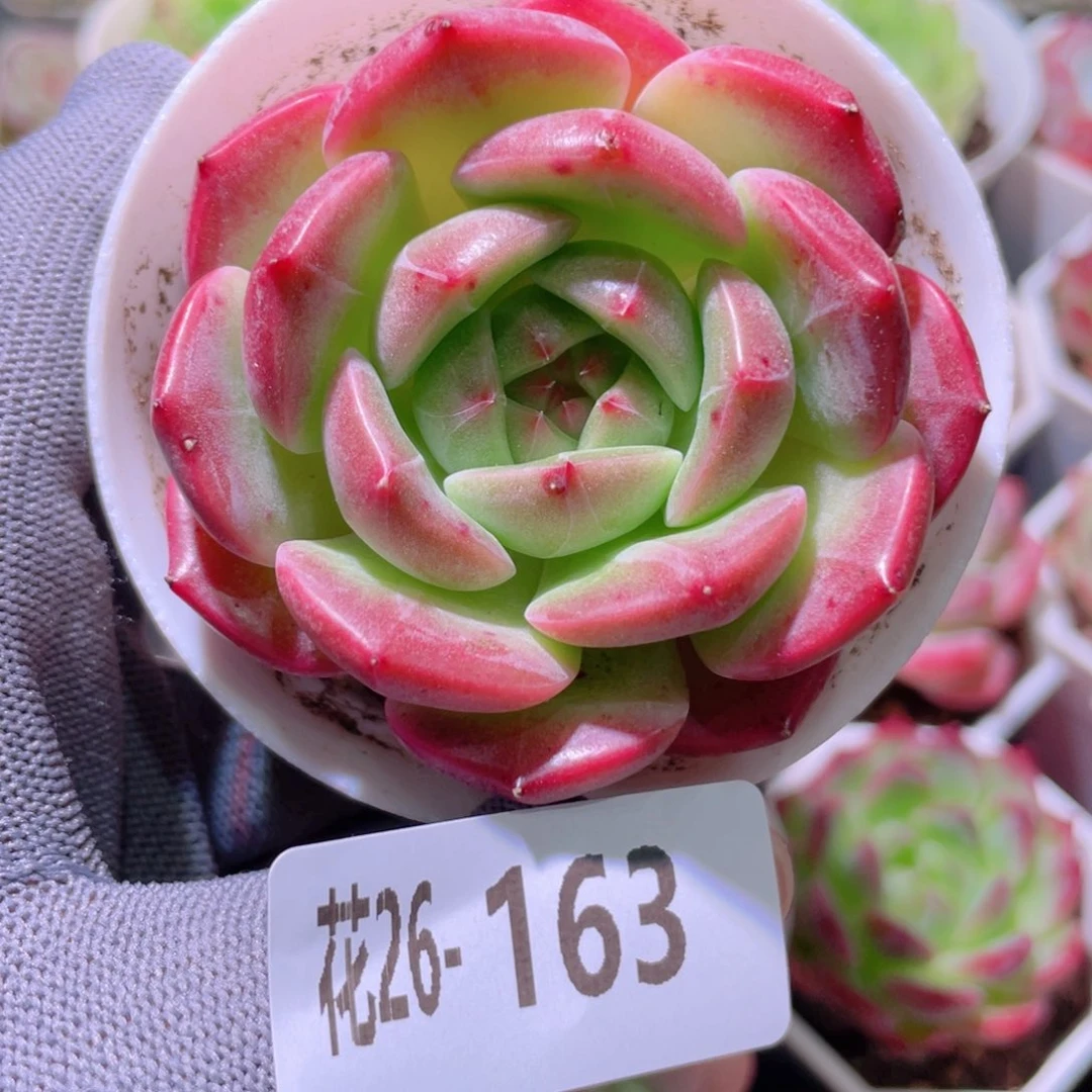 花利美26-163新品
