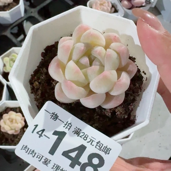 白桃汽水无盆土发货多肉多