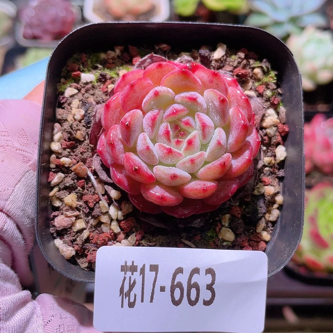 花利美17-663哈尼