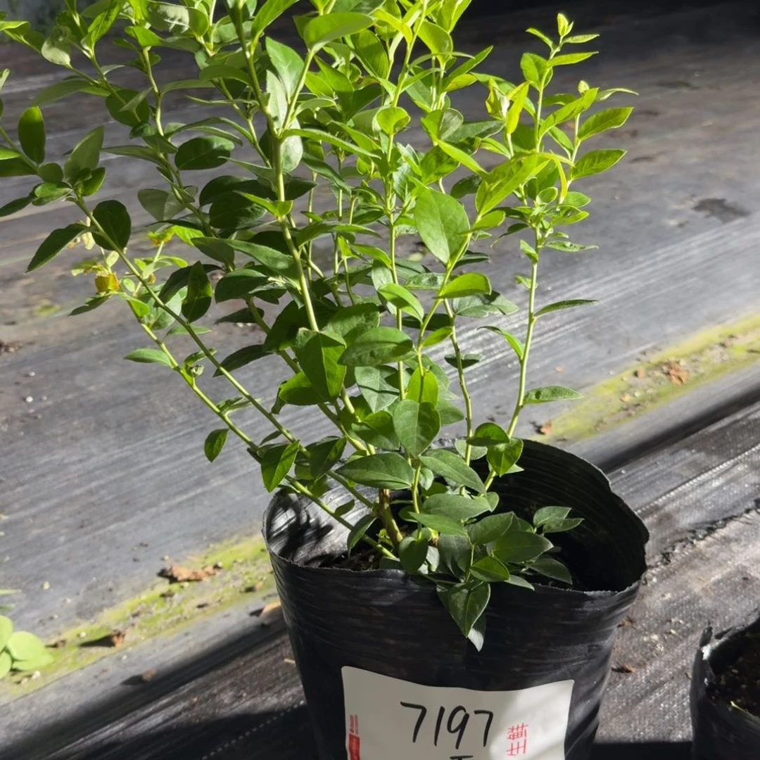 不***凡大钵法新一物一拍7197