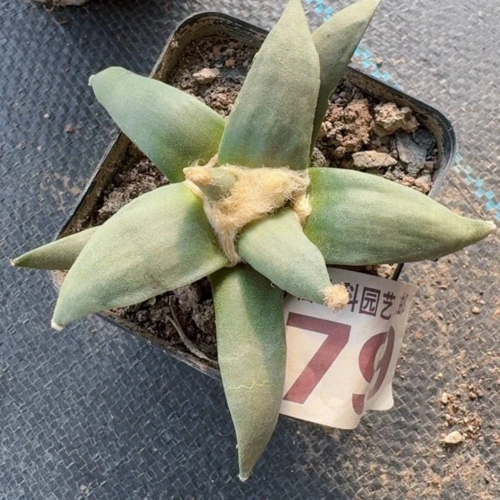 799实生玉牡丹仙人球