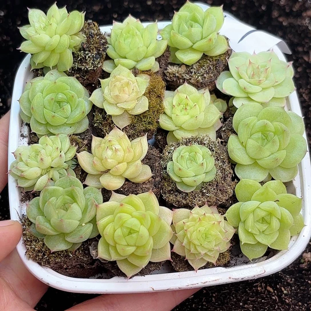 ?**Y57 新疆西藏内蒙不发货