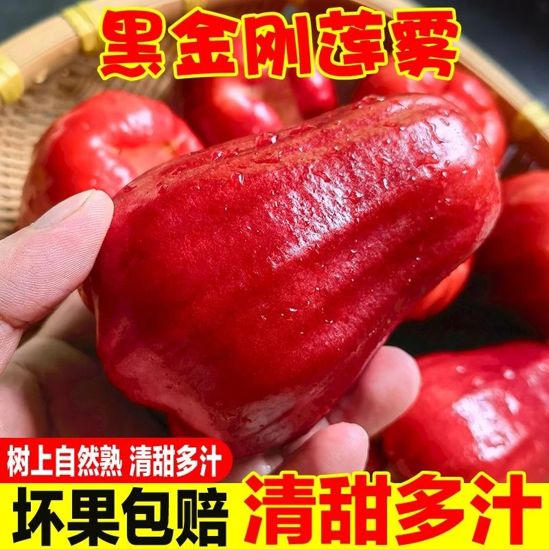 海南黑金刚莲雾新鲜水果当季现摘正宗红宝石连雾果树上熟顺丰京东