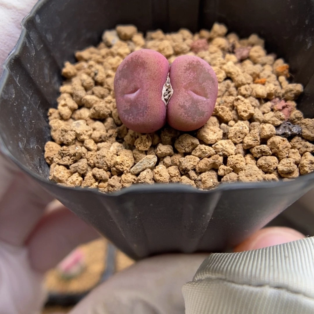 多肉植物肉锥杂交K-4247