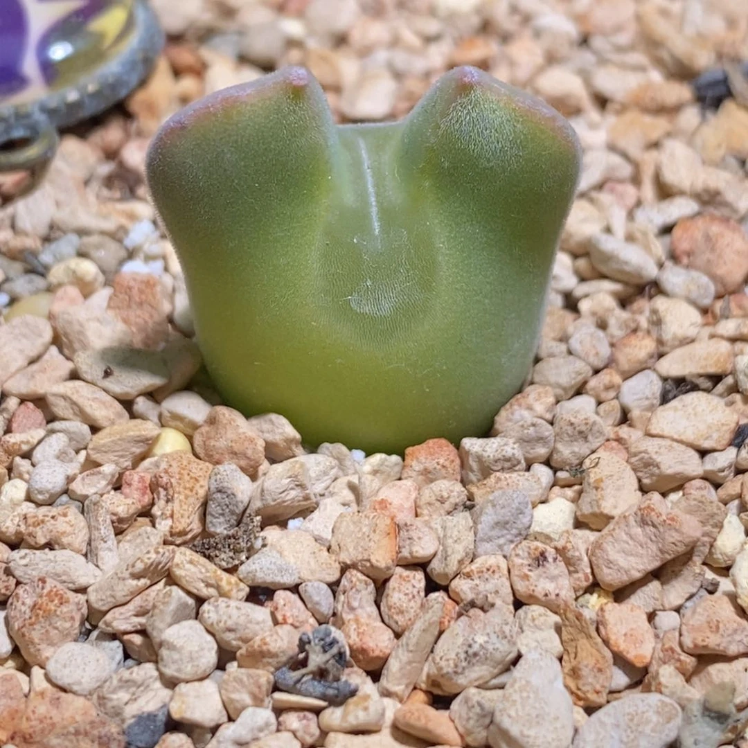 毛茸茸滴空蝉母本可爱