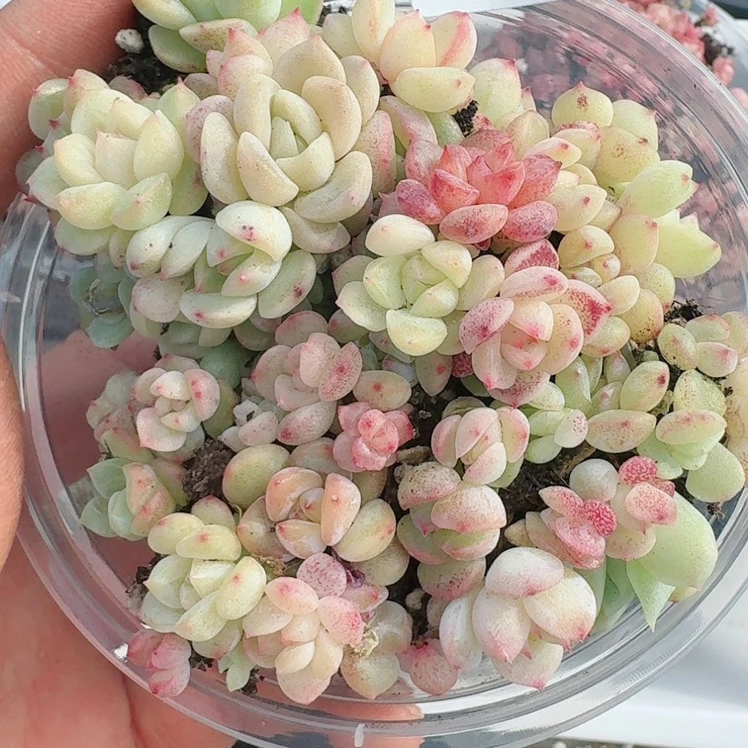 杂交新品珍妮多肉35