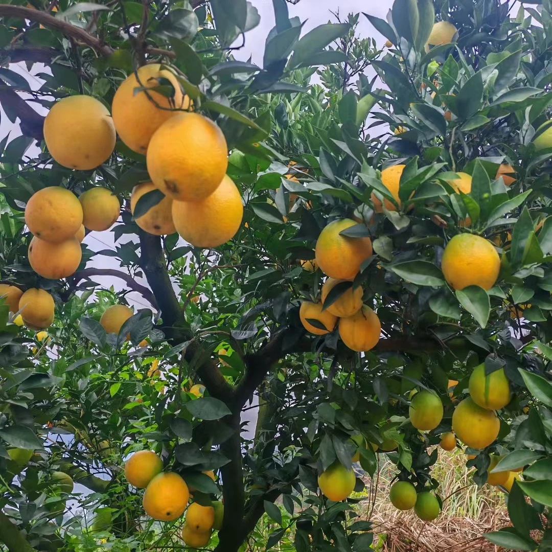 甄选正宗榕江高山电影脐橙农产品燕冬萍湘超积分榜村支书长沙计划