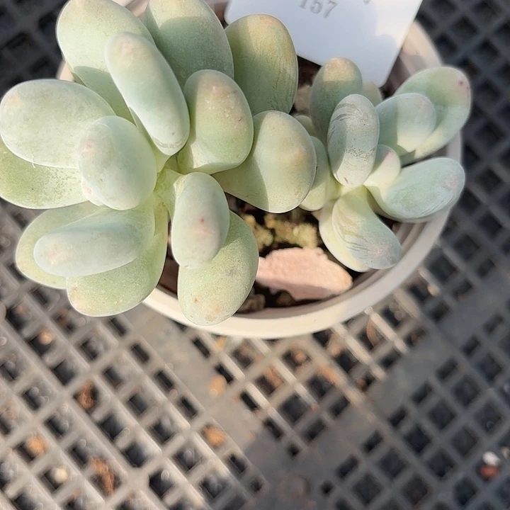闪吼157呀呀呀呀呀呀呀还去