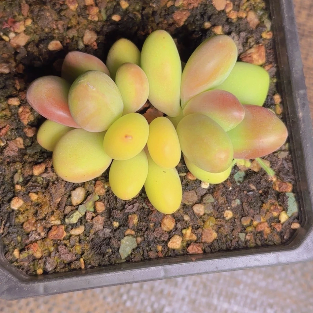 米*米豆发货1111111111111