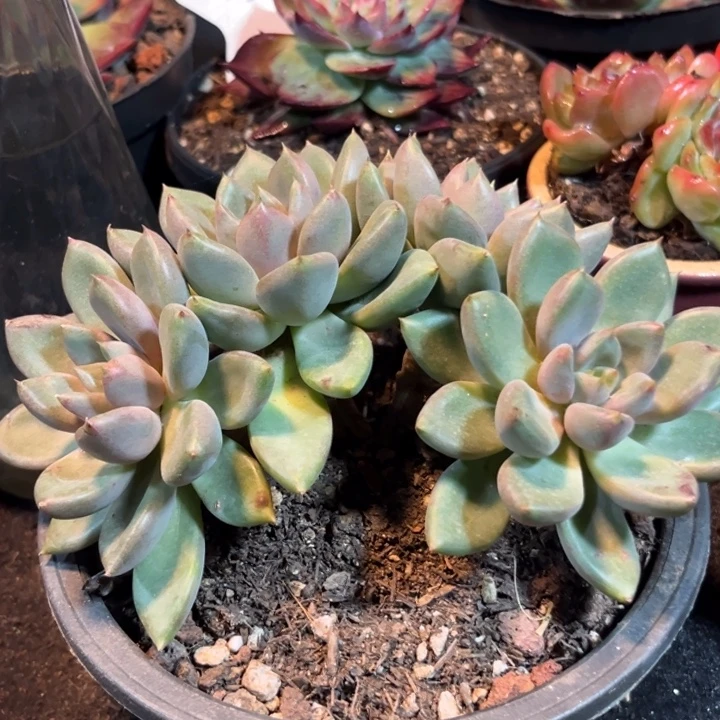 红象牙惊鸿一物一拍包装收缩花旱