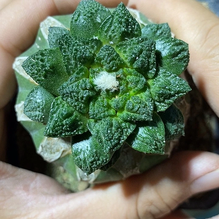 苗接螺旋小疣辛顿牡丹。409号