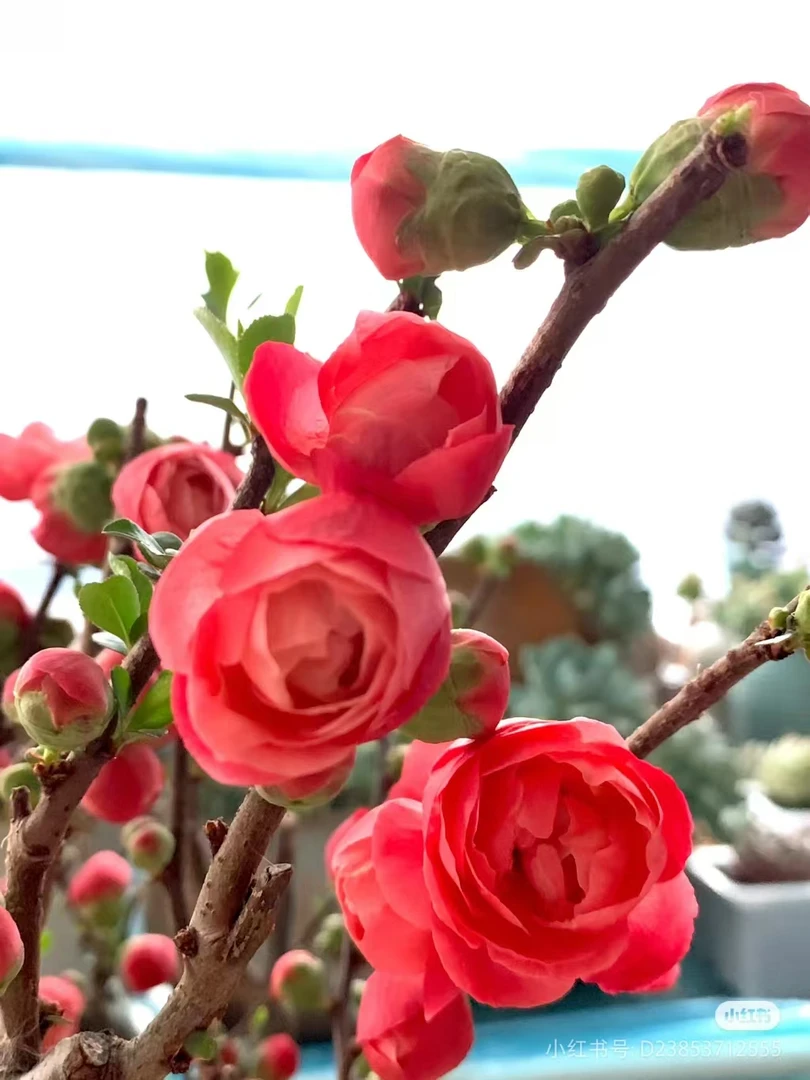 （精品盆景原生）15年原生梦回卷提跟海棠花盆景花卉绿植年宵花