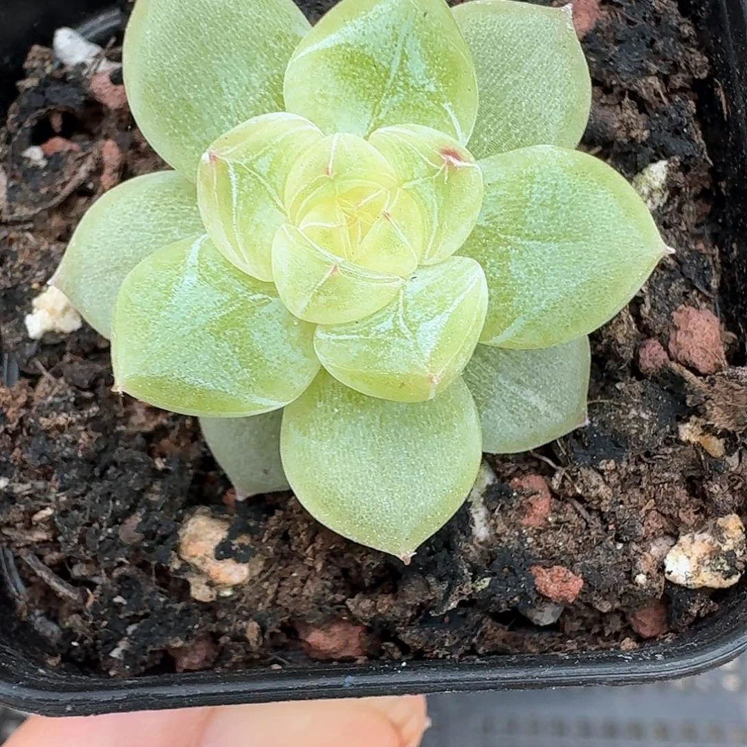 108号玄姬单头多肉