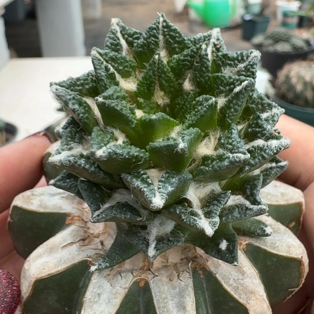 【闪购商品】无花朵博士大尤黑917